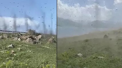Ardahan'da yeşil sinekler hortum görüntüsü oluşturdu