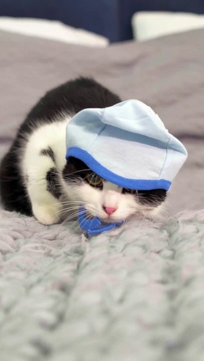 Cute Funniest Kittens