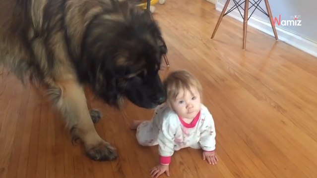 Riesiger Leonberger sieht kleines Kind: Was er tut, zieht alle in seinen Bann (Video)