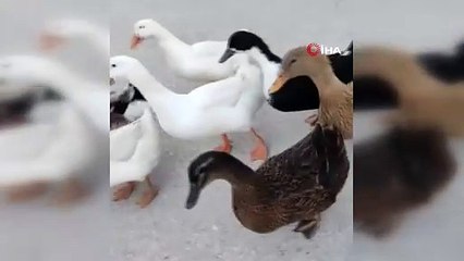 Sahibinin 'Gümbür' adını verdiği kazın kendisini sevdirme çabası gülümsetti