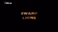 SWAMP LIONS - Nat Geo Wild HD