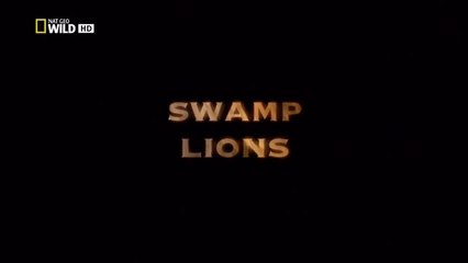 SWAMP LIONS - Nat Geo Wild HD
