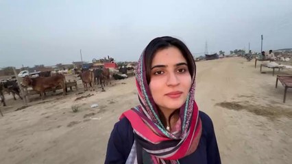 Aroob Ne Pehli Baar Bakra Mandi Dekhi  | Mandi Se Agla Janwar Konsa Len ?
