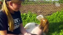 Funniest Farm Animals(720P_HD)