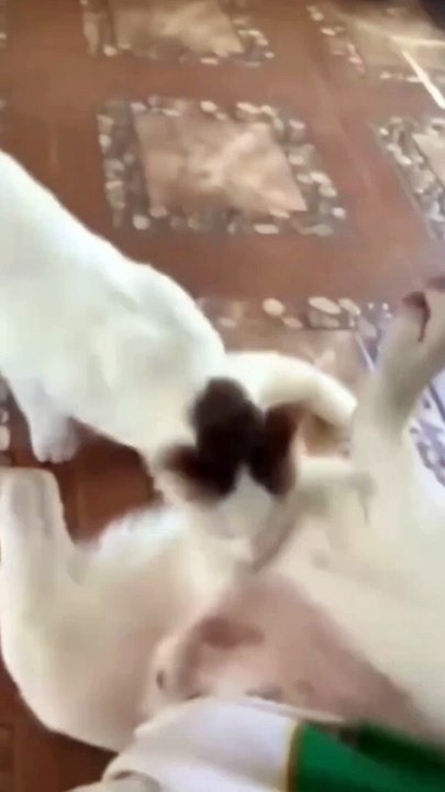 Funny video  cat vs dogs