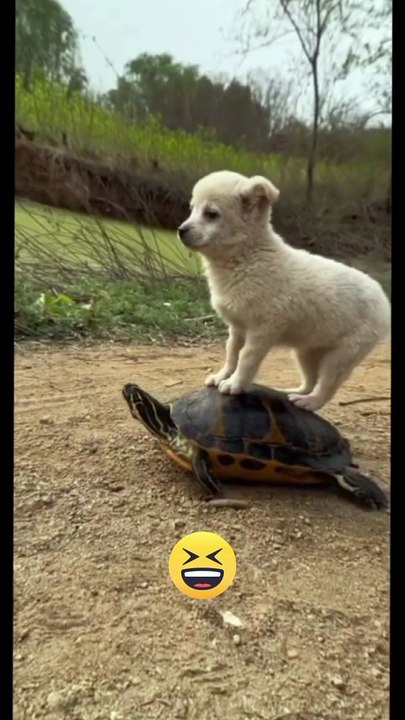 Funny funny# video funny animals #funny animals #comedy