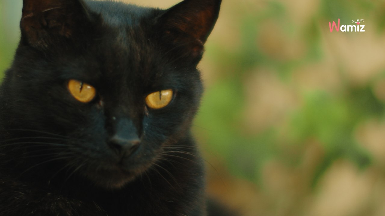 Pourquoi mon chat me regarde la bouche ouverte : des professionnels répondent à la question