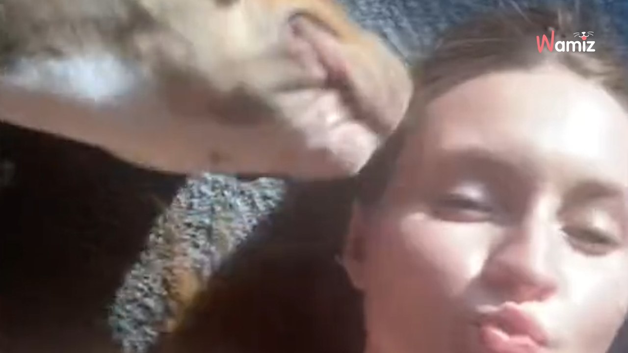 Video. Due studenti allevano un adorabile Pitbull nel dormitorio del college: le immagini delle sue giornate