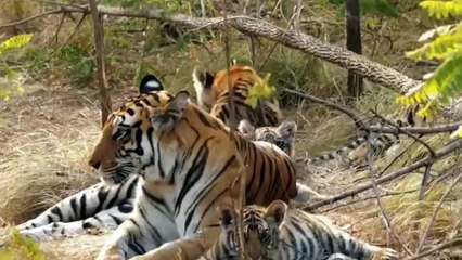 Tiger cries at the death of a child,Mothers are like that