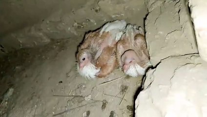 Pigeons baby's on village