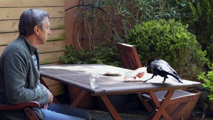 Bruxelles sauvage, le retour des corbeaux | movie | 2024 | Official Trailer