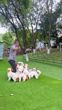 Dogs jumping with a man amzing talent