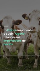 La France impatiente de voir l'Algérie relancer ses importations de bovins