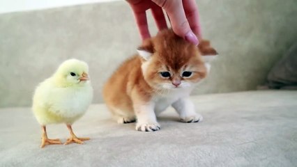 Kittens walk with a tiny chicken