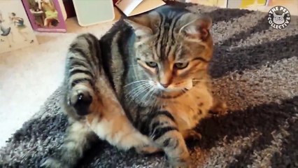 Funniest Cats  - Don't try to hold back Laughter  - The Pet Collective