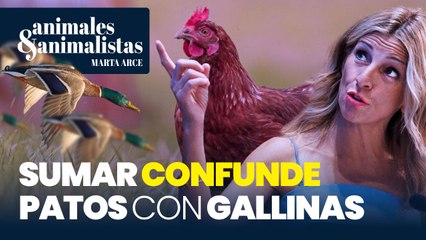 Sumar confunde patos con gallinas