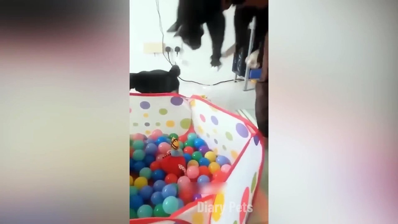 Funniest Animals 2024 -New Funny Cats and Dogs Videos