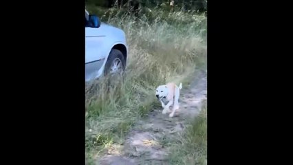 Try Not To Laugh Cats And Dogs Videos  - Best Funniest Animals Video 2024 #1
