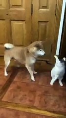 Cat be like what are you doing dawg? 