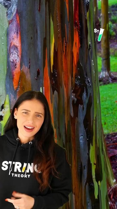 Voici le seul arbre au monde à présenter un tronc multicolore @Virginie Hilssone-Lévy ☀️ te donne l’explication scientifique derrière ce phénomène naturel extraordinaire ! 