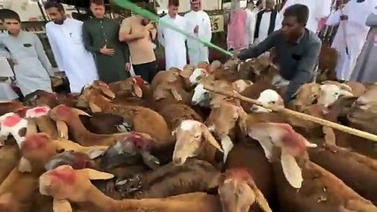 Télécharger la video: Bakra Mandi in MAKKAH   HAJJ 2024, Eid al Adha in Makkah Saudi Arabia- Zubair Riaz