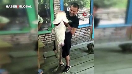 Amatör balıkçıların şanslı günü: Tam 52 kilo ağırlığında