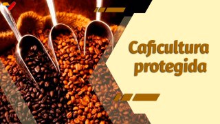 Café en la Mañana | Ley Nacional del Café busca impulsar el desarrollo cafetero del país