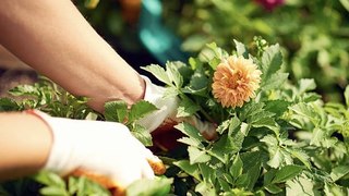 Las Mejores Flores De Jardín Para Principiantes