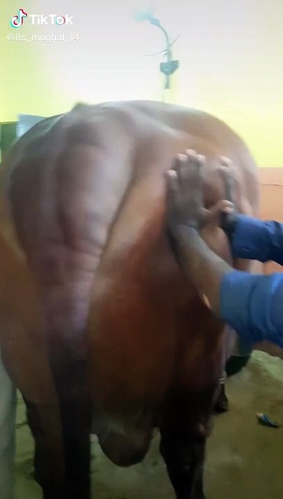 Tiger cow