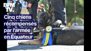 Cinq chiens sont récompensés par l'armée en Équateur
