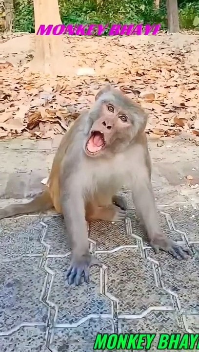 भाई मेरे पैसे कब देगा तू ।। funnymonkey9024 ll @funnymonkey9024 ll #monkeymems #shorts #cartoon (1080p60)
