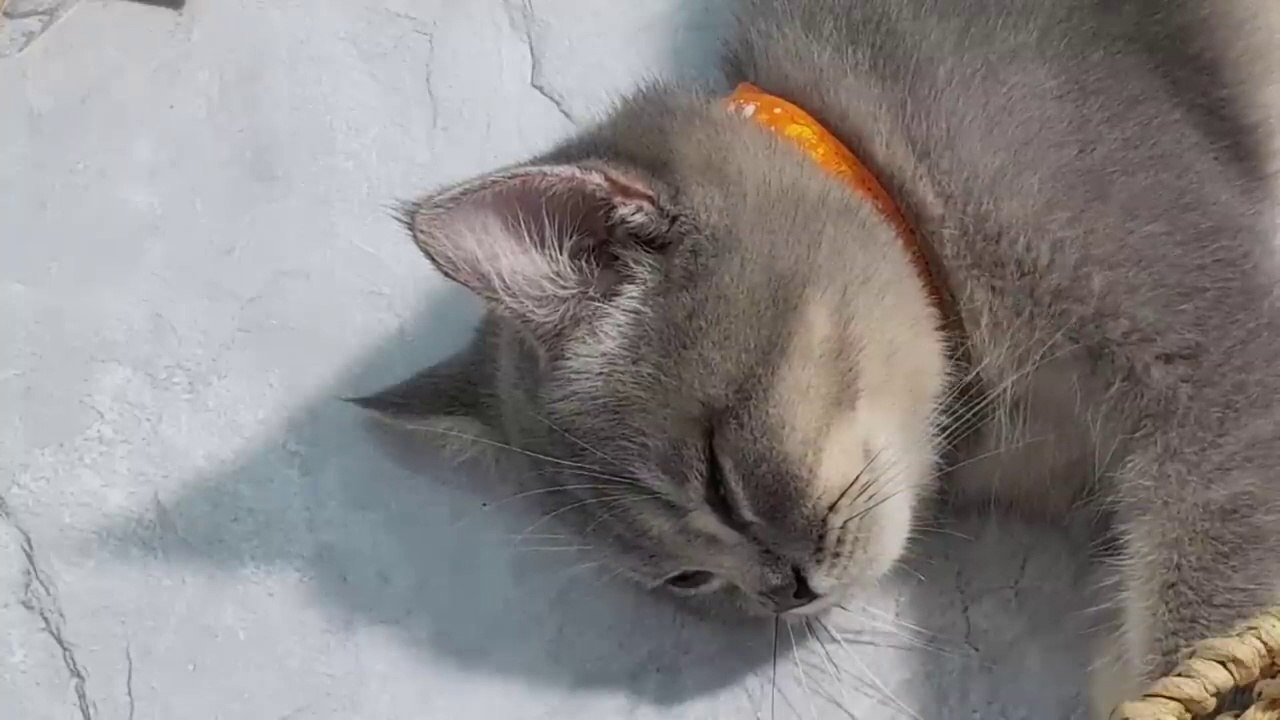 Funny Dogs And Cats