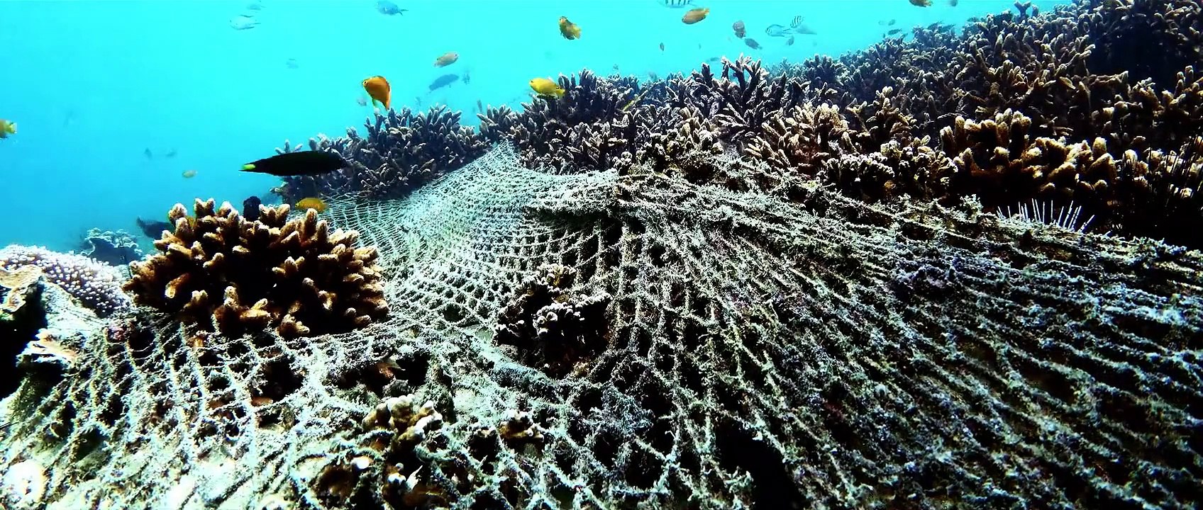 Seaspiracy (2021) stream deutsch anschauen