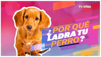 D Peludos: Razones por las que tu lomito ladra