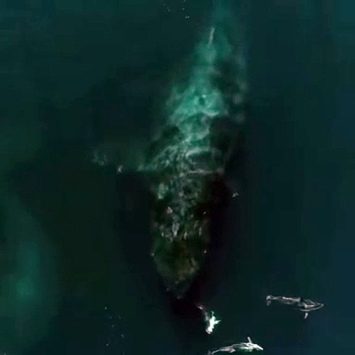 L’une des plus grandes baleines à bosse jamais observées !