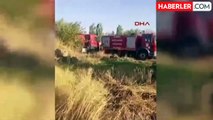 Mardin'de çıkan yangınlarda 800 dönüm buğday ekili arazi zarar gördü