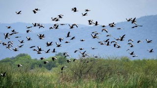 Día Mundial del Medio Ambiente- ¿Qué están haciendo los gobiernos en Latinoamérica para proteger la biodiversidad?