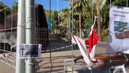Medio centenar de personas celebran una vigilia por el gran eucalipto talado en el García Sanabria