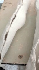 HKFO Cast Details 🎭