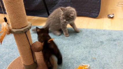 What Happens When Kittens Meet？ Abandoned Kitten's New Friend.
