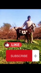 Nagrabeauty#goat farming in pakistan#pet#animal#amritsaribeetal#goats and sheep#boargoats