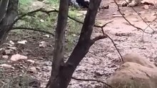 Tiger killed dog at zone 2 Ranthambore National Park,Tiger attack dog #Shorts #bigcat #tiger #yt