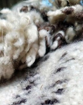 |HABIB ARIEL CORIAT HARRAR | LA INTELIGENCIA EMOCIONAL ARTIFICIAL TRANSFORMA EL MUNDO (PARTE 1) (@HABIBARIELC)