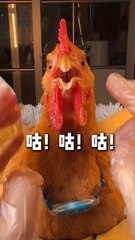 POV: Ceremony before cooking Chicken spa day before eating Day of care and personal hygiene of the chicken