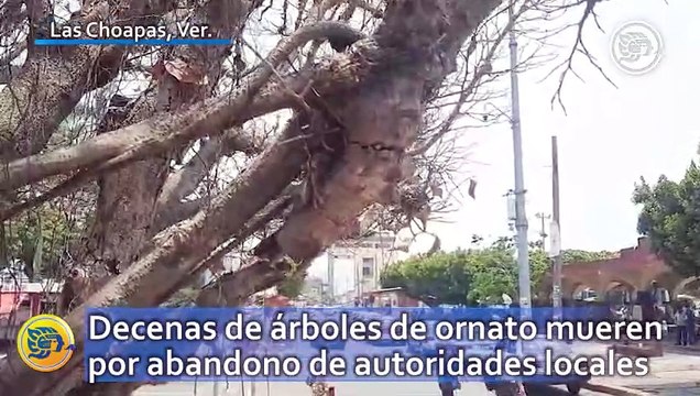 Decenas de árboles de ornato mueren por abandono de autoridades locales