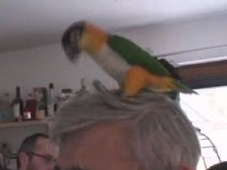 Kiko le caîque fait un massage du cuir chevelu