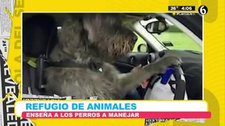 Refugio de animales enseña a los perros a manejar