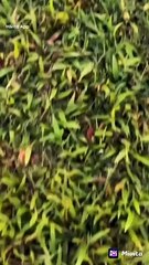 video_1717582928554