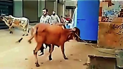 Qurbani keh janwar funny clips 