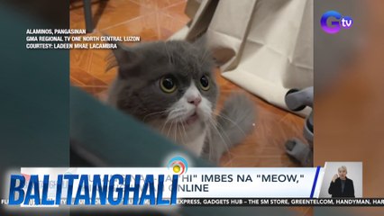 Pusang nag-ha-"hi" imbes na "meow", kinagigiliwan online | Balitanghali